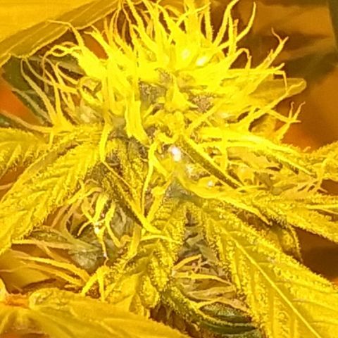 Unknown strain growlog photo: New pics