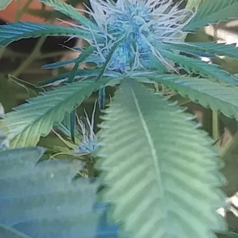 Unknown strain growlog photo: New pics