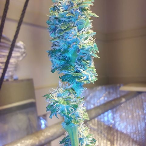 Unknown strain growlog photo: New pics