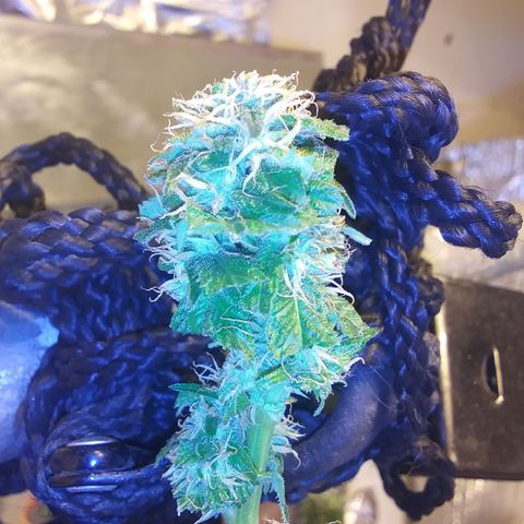 Unknown strain growlog photo: New pics