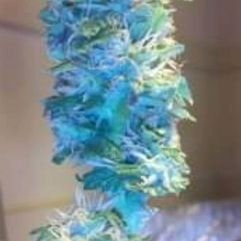 Unknown strain growlog photo: New pics