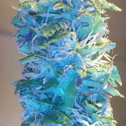 Unknown strain growlog photo: New pics