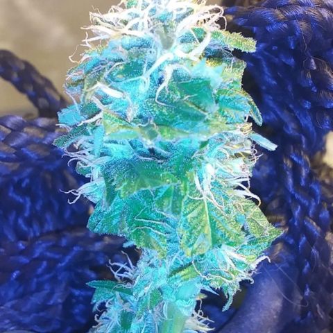 Unknown strain growlog photo: New pics