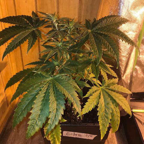 Gelato Carpediem  growlog timeline photo
