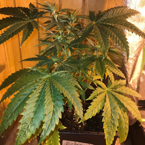Gelato Carpediem  growlog timeline photo