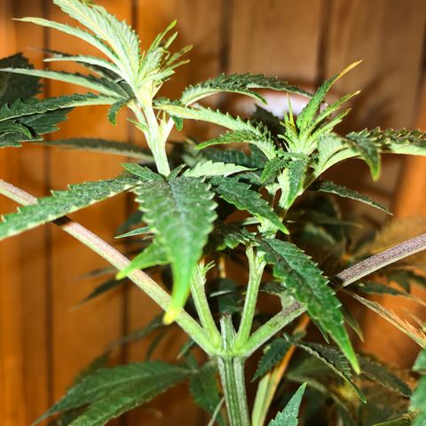 Gelato Carpediem  growlog timeline photo