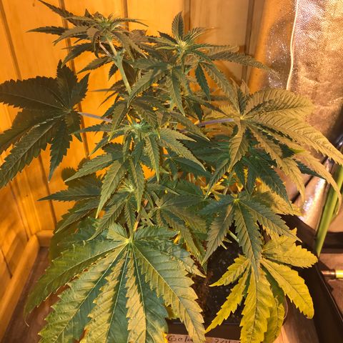 Gelato Carpediem  growlog timeline photo