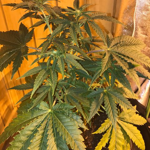 Gelato Carpediem  growlog timeline photo