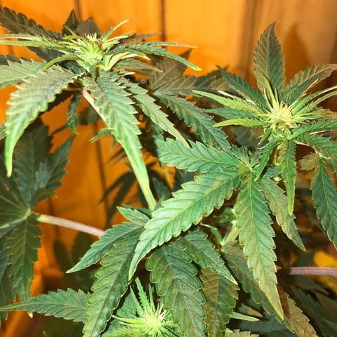 Gelato Carpediem  growlog timeline photo