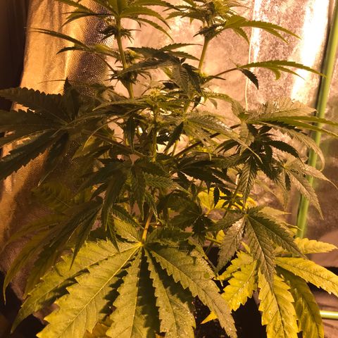 Gelato Carpediem  growlog timeline photo