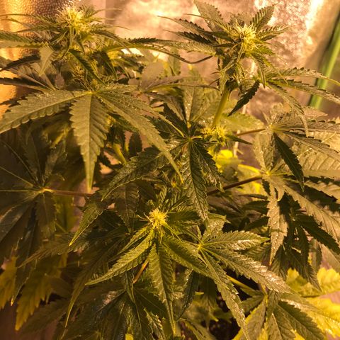 Gelato Carpediem  growlog timeline photo