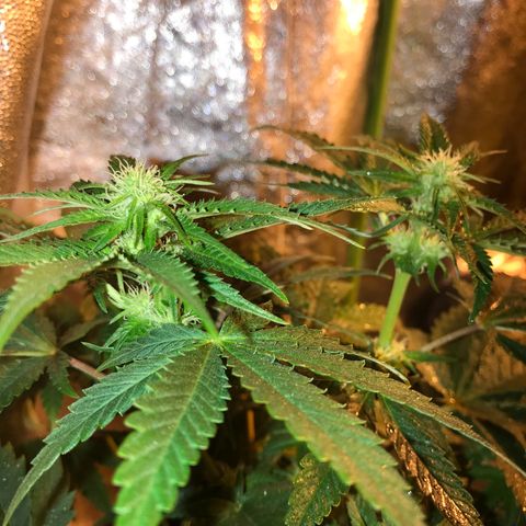 Gelato Carpediem  growlog timeline photo