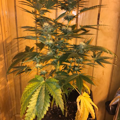 Gelato Carpediem  growlog timeline photo