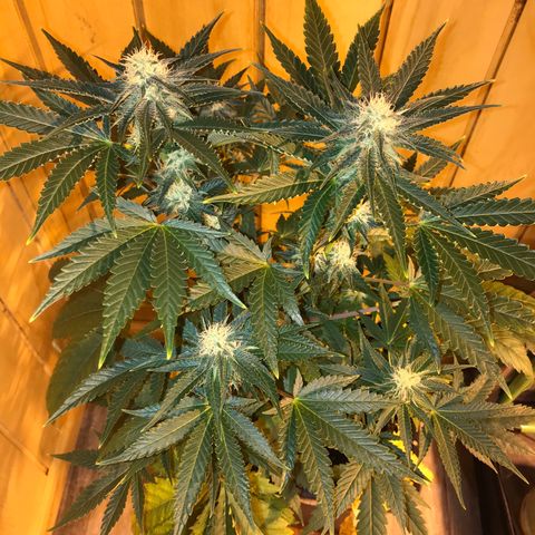Gelato Carpediem  growlog timeline photo