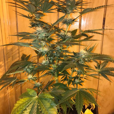 Gelato Carpediem  growlog timeline photo