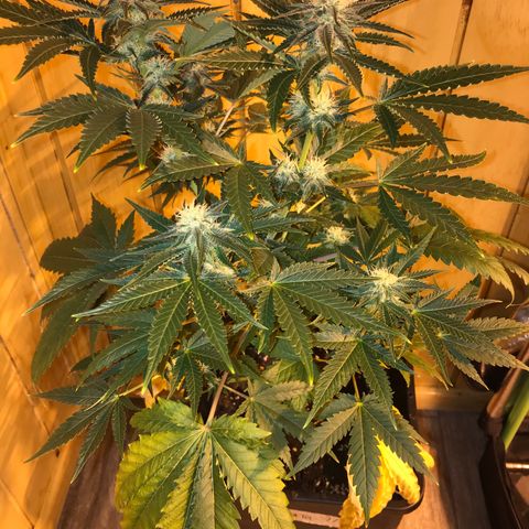 Gelato Carpediem  growlog timeline photo