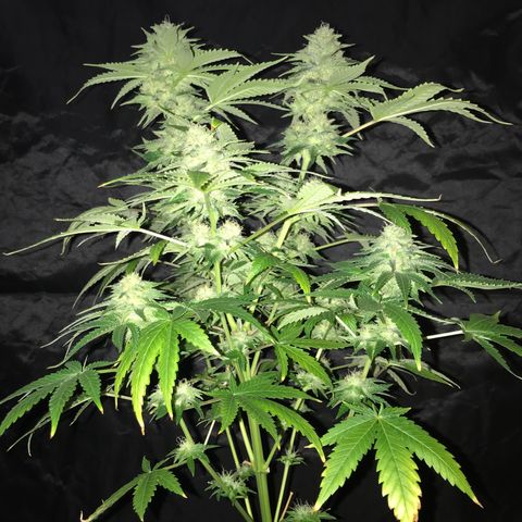 Gelato Carpediem  growlog timeline photo