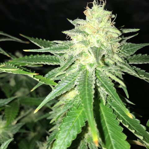 Gelato Carpediem  growlog timeline photo