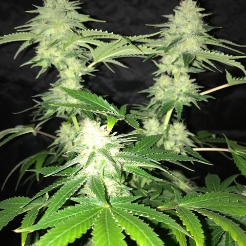Gelato Carpediem  growlog timeline photo