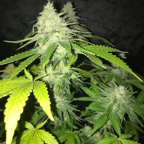 Gelato Carpediem  growlog timeline photo