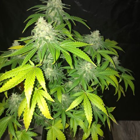 Gelato Carpediem  growlog timeline photo