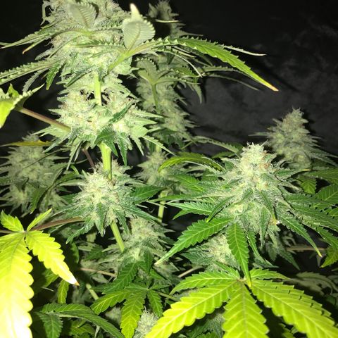 Gelato Carpediem  growlog timeline photo