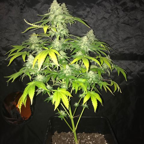 Gelato Carpediem  growlog timeline photo
