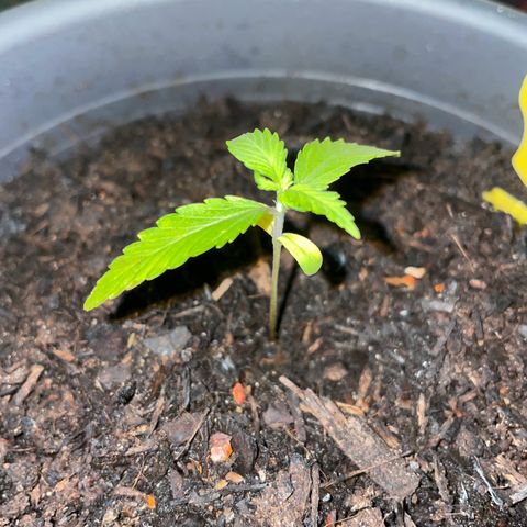 Royal Haze Automatic growlog timeline photo
