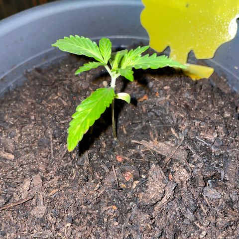 Royal Haze Automatic growlog timeline photo