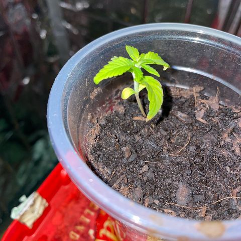 Purple Punch growlog timeline photo