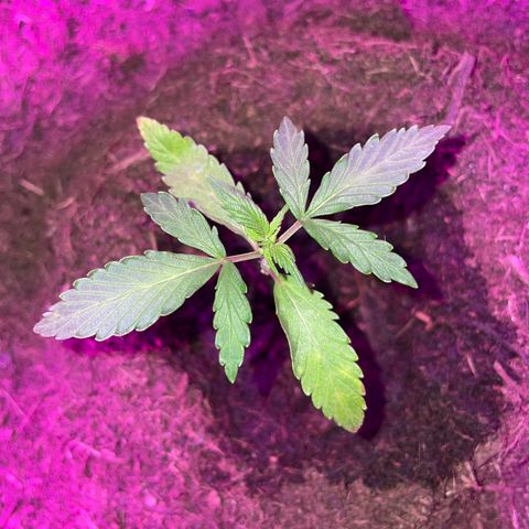 Royal Haze Automatic growlog timeline photo
