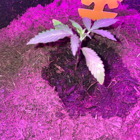 Royal Haze Automatic growlog timeline photo