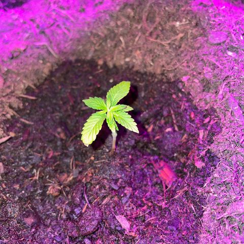 Purple Punch growlog timeline photo