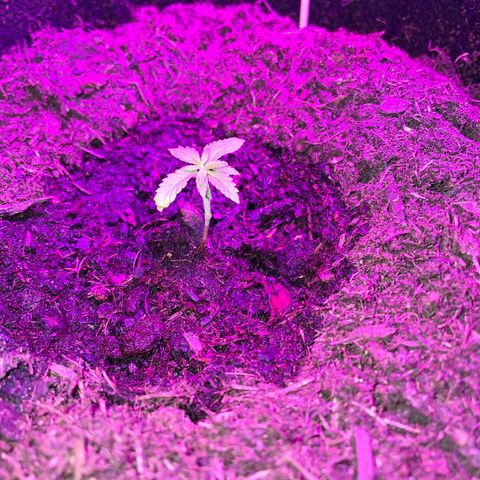 Purple Punch growlog timeline photo