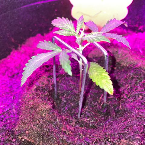 Royal Haze Automatic growlog timeline photo