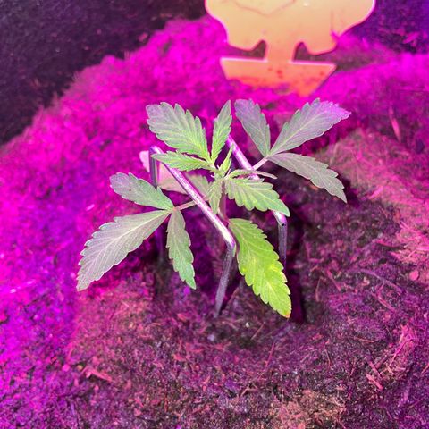 Royal Haze Automatic growlog timeline photo