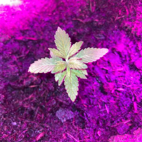 Purple Punch growlog timeline photo
