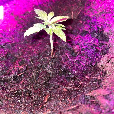 Purple Punch growlog timeline photo