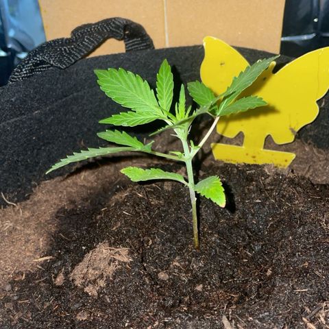 Royal Haze Automatic growlog timeline photo