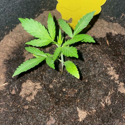 Royal Haze Automatic growlog timeline photo