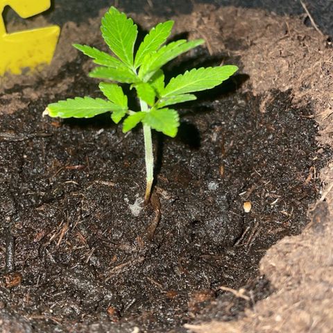 Purple Punch growlog timeline photo