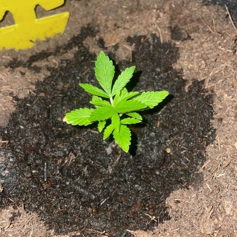 Purple Punch growlog timeline photo