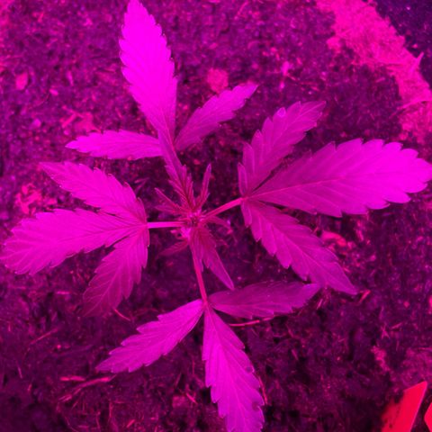 Royal Haze Automatic growlog timeline photo