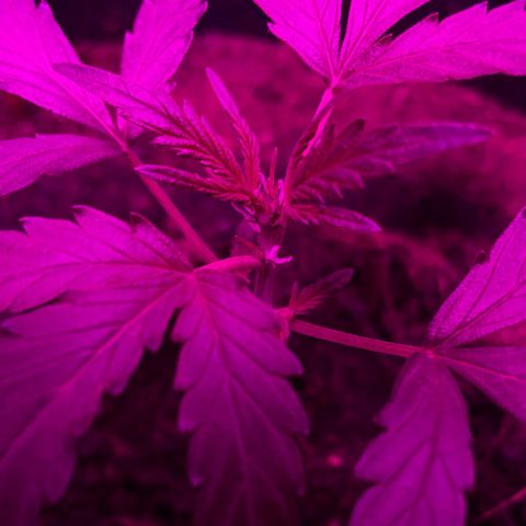 Royal Haze Automatic growlog timeline photo