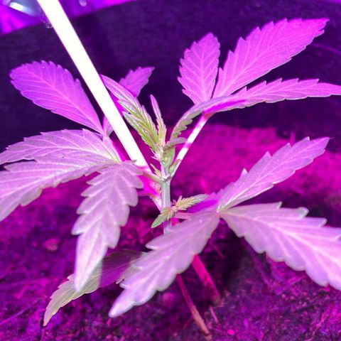 Royal Haze Automatic growlog timeline photo