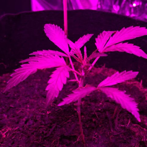 Royal Haze Automatic growlog timeline photo