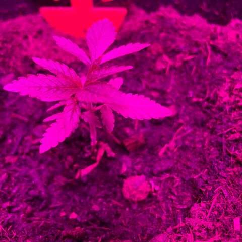 Purple Punch growlog timeline photo