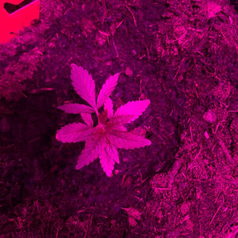 Purple Punch growlog timeline photo
