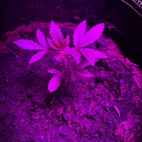 Purple Punch growlog timeline photo
