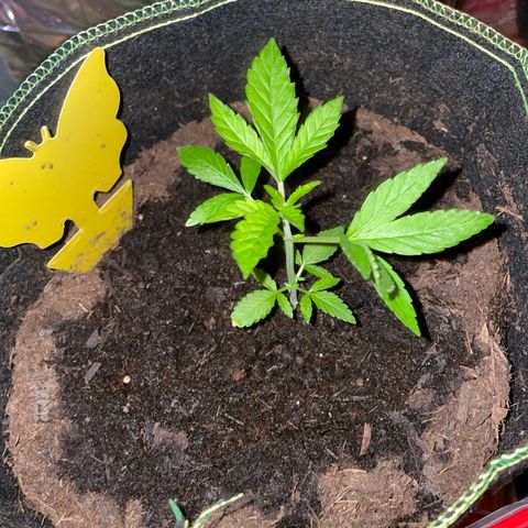 Purple Punch growlog timeline photo